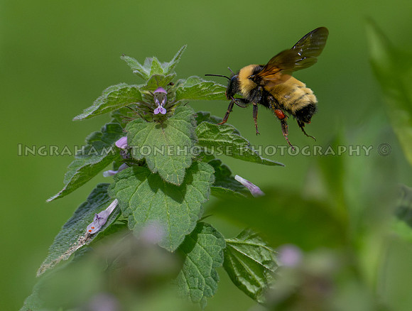 Bumble at Purple Dead-Nettle