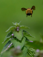 Butterflies and More