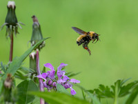 Butterflies and More