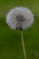 Dandelion seed head