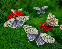 Lavender Lace Butterfly