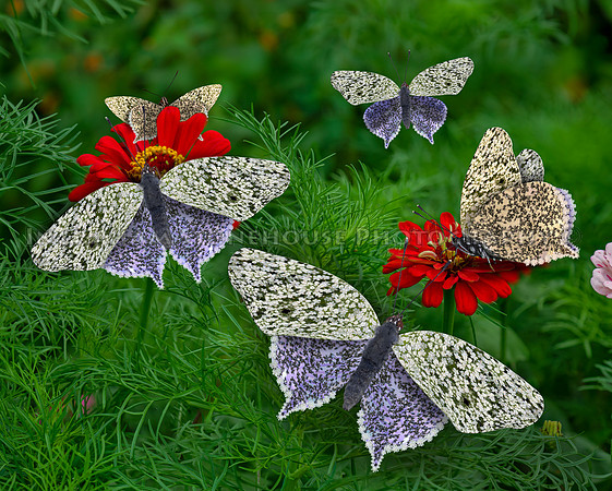 Lavender Lace Butterfly