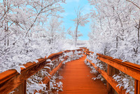 Infrared Photography