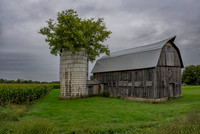 Tree in Silo Route 20A Geneseo NY