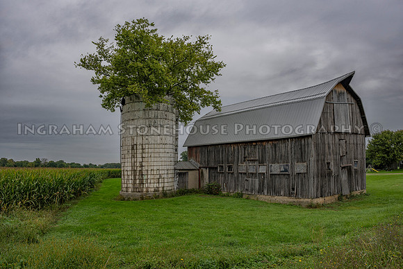 Tree in Silo Route 20A Geneseo NY
