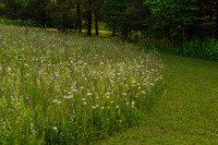 flowers_75-1