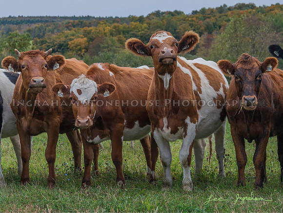 Cows