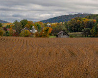 Soybean field along route 26 Pitcher NY