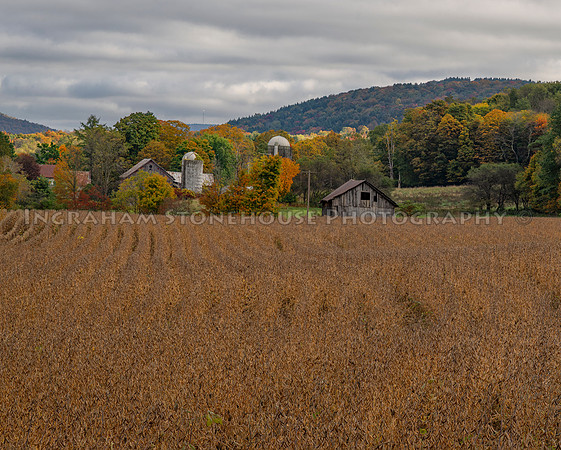 Soybean field along route 26 Pitcher NY
