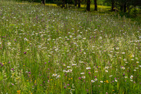 Wild flowers 75 2