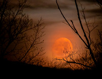 Waxing gibbous setting