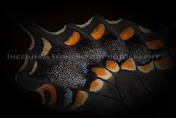 Black SwallowTail Macro 10x15