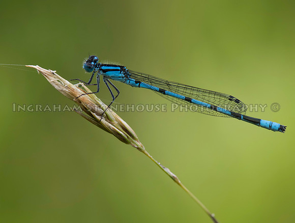 Common Blue Damselfly