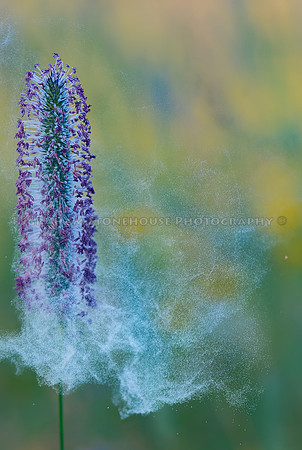 Timothy Pollen8x12