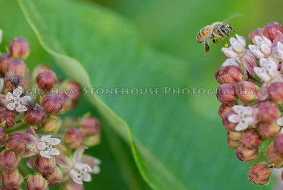 Honey Bee and Milkweed 8x12