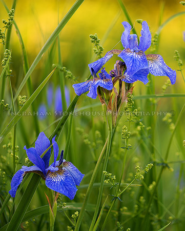 Water iris 16x20
