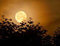 Strawberry Moon 2025 Smyrna