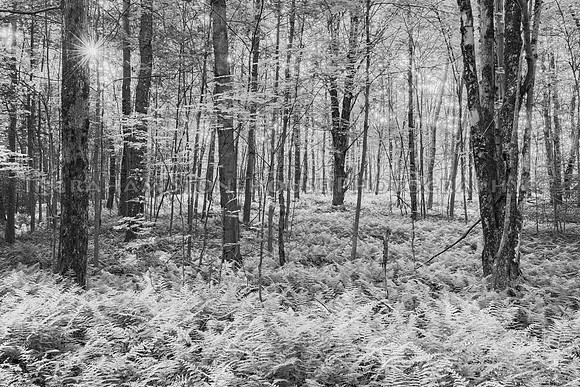 Ferns B&W 16x24