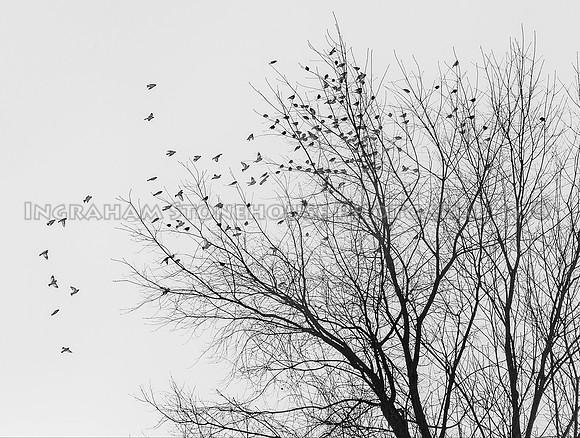 B&W Buntings9x12