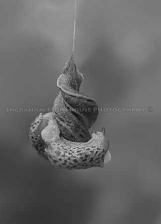 swing on a string