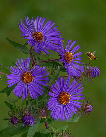 New England Aster and Bee