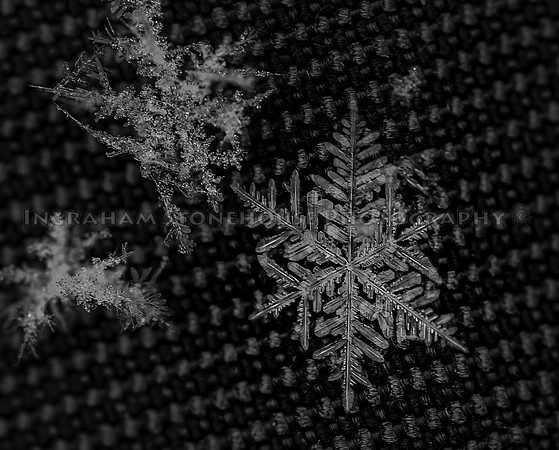Snow flake close up.