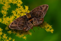Arts Photography