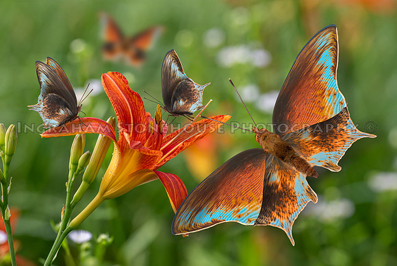 Speckled Pluma