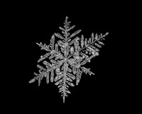 Snow Flake