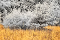 Pines in Infrared