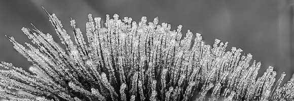 Frost on Teasel