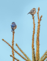 Birds