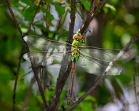 Green Darner