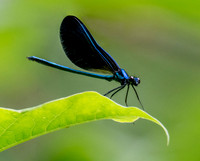 Ebony Jewelwing _broadwing damselfly