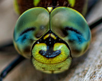 Dragonfly face