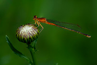 Orange Damselfly