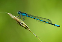 Common Blue Damselfly