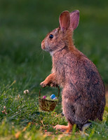 Peter Cottontail holding basket