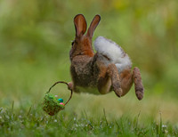 Peter Cottontail & basket