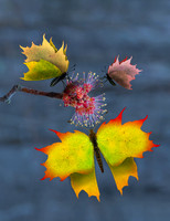 Sugar Bush Butterflies