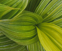 skunk cabage macro