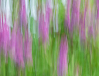 Lilacs Impressions