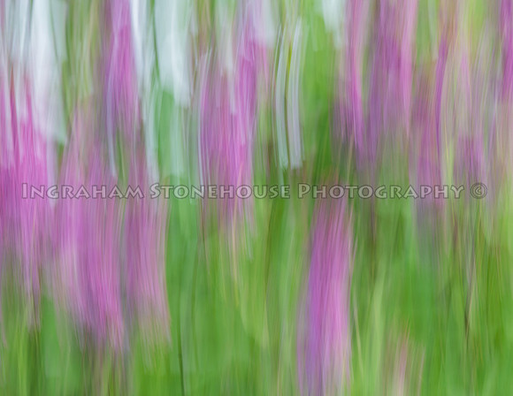 Lilacs Impressions
