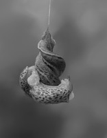 Leopard Slugs mating