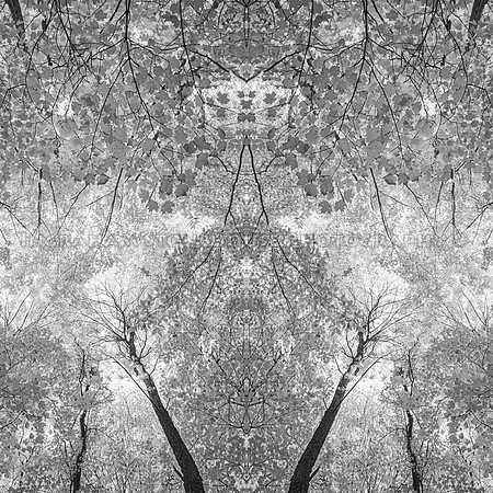 Infrared Trees Leaves mirror image