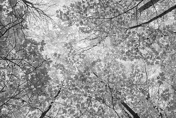 Infrared Leaves