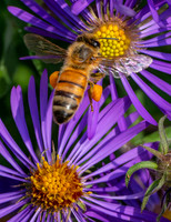 Honey bee carring pollen