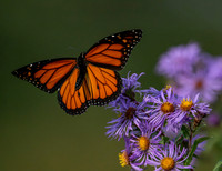 Monarch male