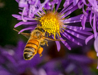 Honey bee at an aster