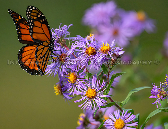 Monarch at Asters